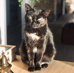 kinésiologie pour les animaux