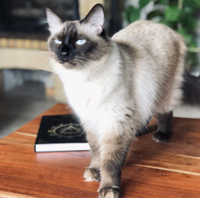 kinésiologie pour les chats