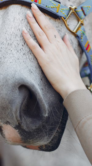 kinésiologie animale à Bayonne